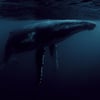 Home of the Whale (Mayday Mix)